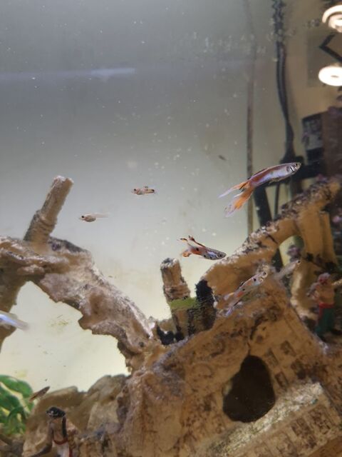 GUPPY ENDLER 7 83140 Six-fours-les-plages