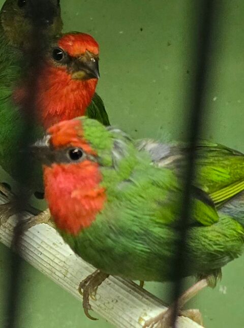 Mâle pape de noumea 45 17000 La rochelle