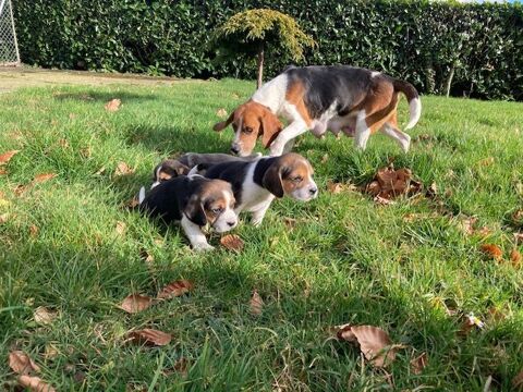chiots beagles 750 76110 Grainville-ymauville