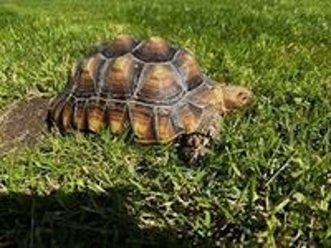   2 TORTUES CENTROCHELYS SULCATA 