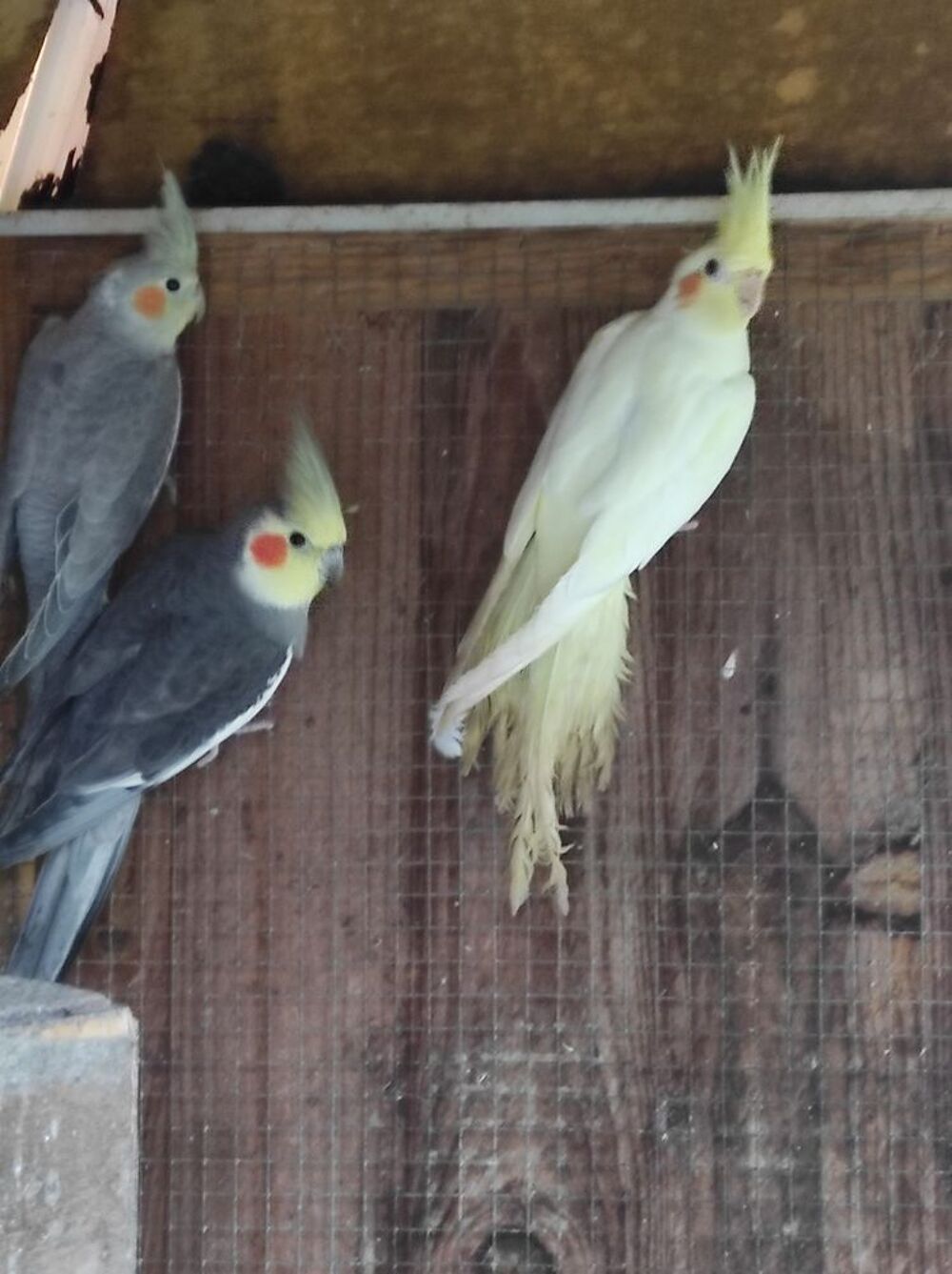   Bonjour deux femelles Calopsitte 