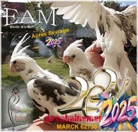   Grandes perruches EAM Calopsittes 