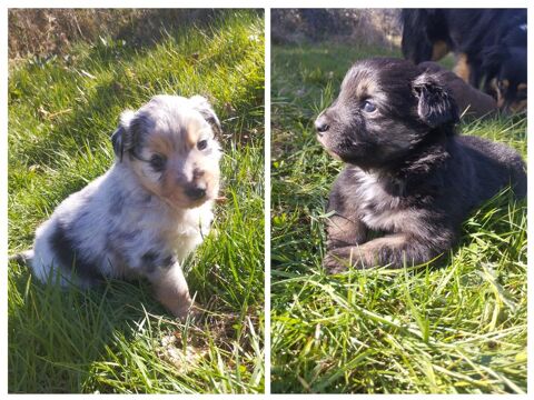 Chiots berger américain miniature LOF (mini australien) 1300 42620 Saint-martin-d'estraux