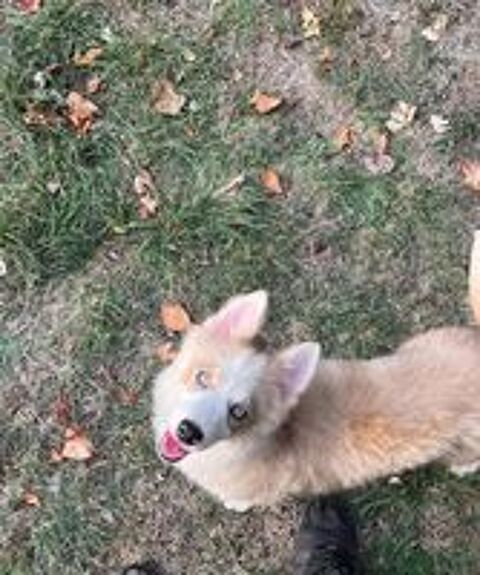  Femelle pomsky F3  