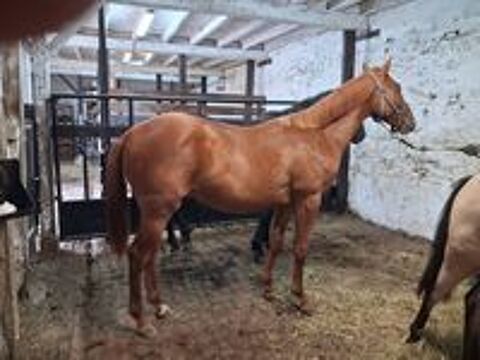   Poulains poney et cheval  