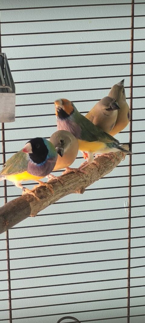 Diamants de Gould 50 10400 Fontaine-mcon