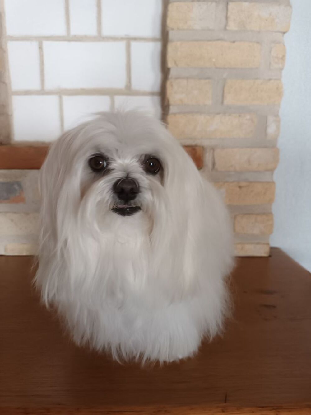   Saillie Bichon Maltais 