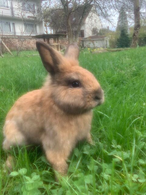 Lapins nains 67201 Eckbolsheim