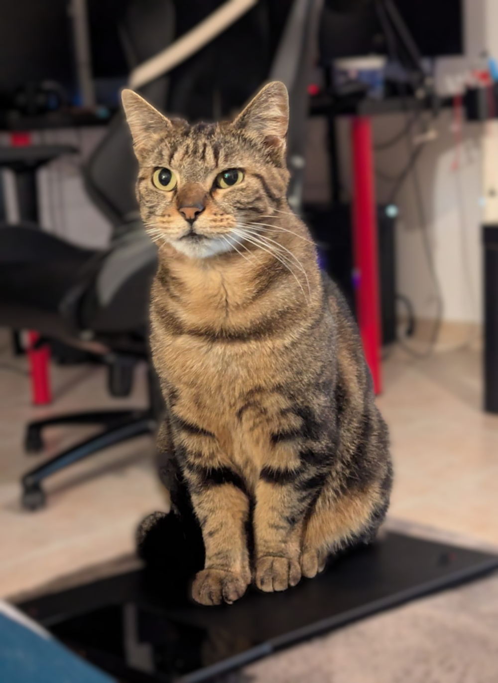   Tara 
