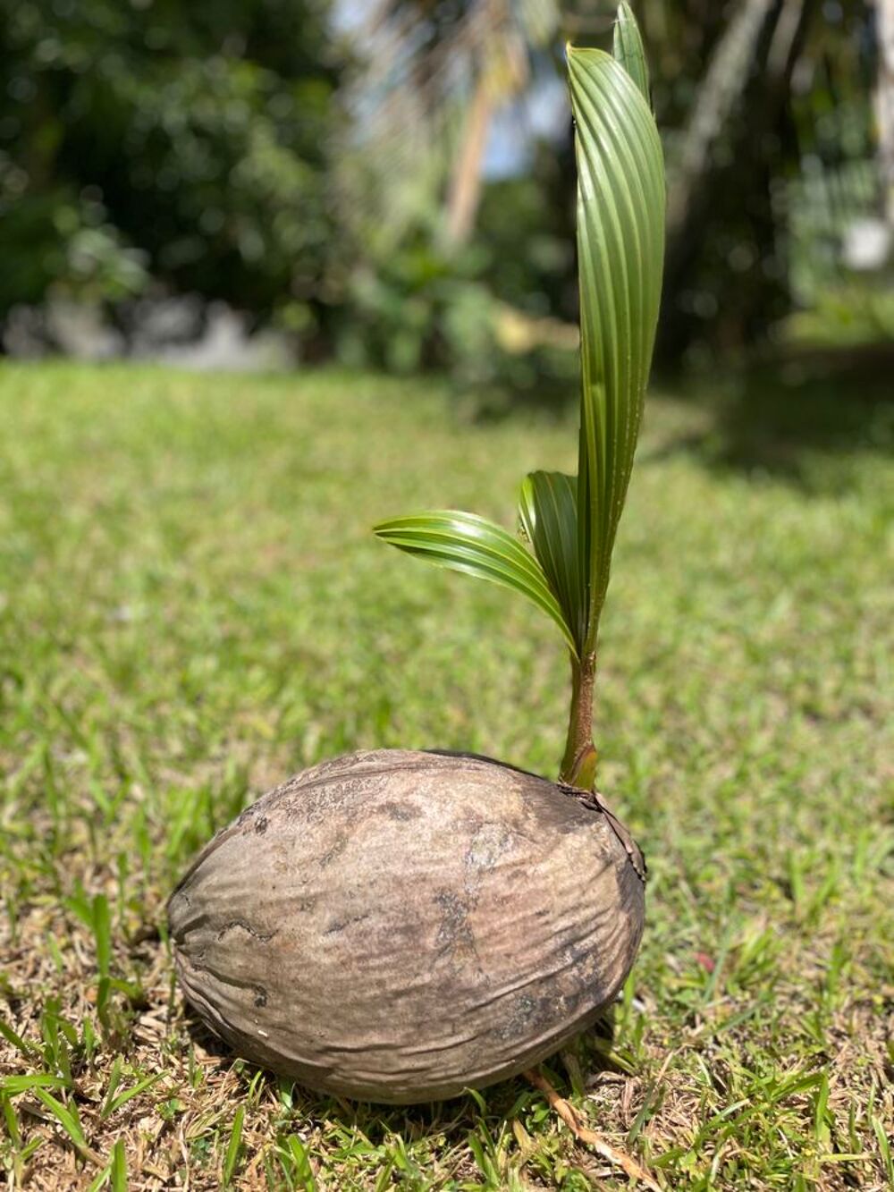 Plan coco nain Jardin