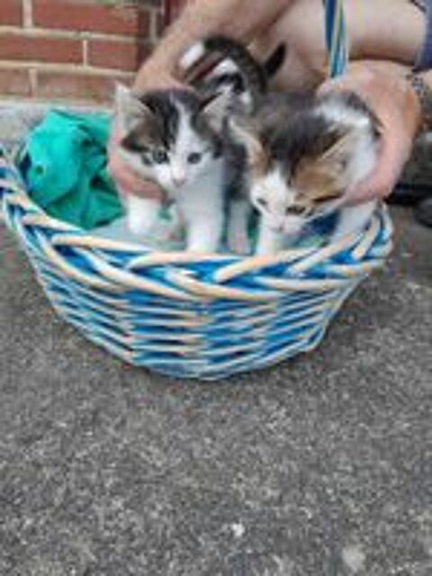   Donne contre bons soins 4 chatons mles .Jardin souhait 
