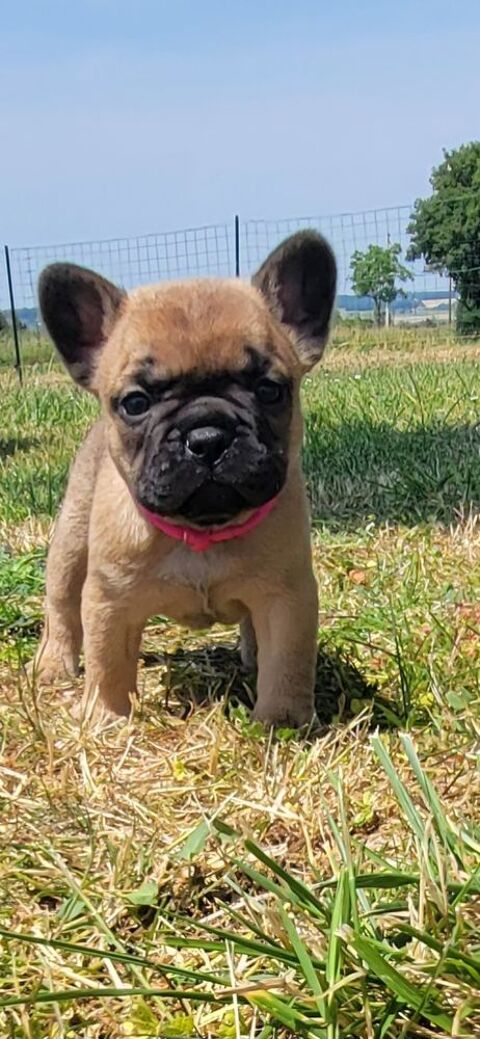 Chiots bouledogue francais 1200 36500 Buzanais