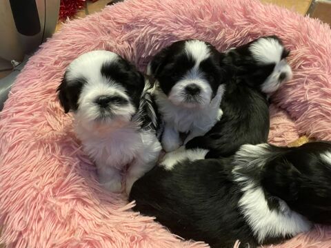Bébés Shih tzu 1000 30130 Saint-alexandre