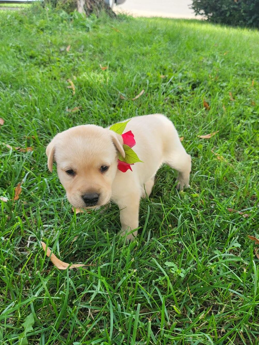   Chiots Labrador  