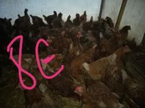   Poules pondeuses8 