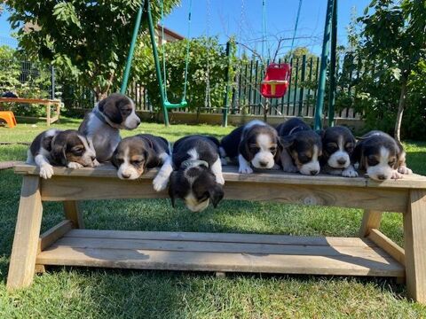 CHIOTS BEAGLES DISPONIBLE A PARTIR DU 15 MAI 2025 750 69330 Meyzieu