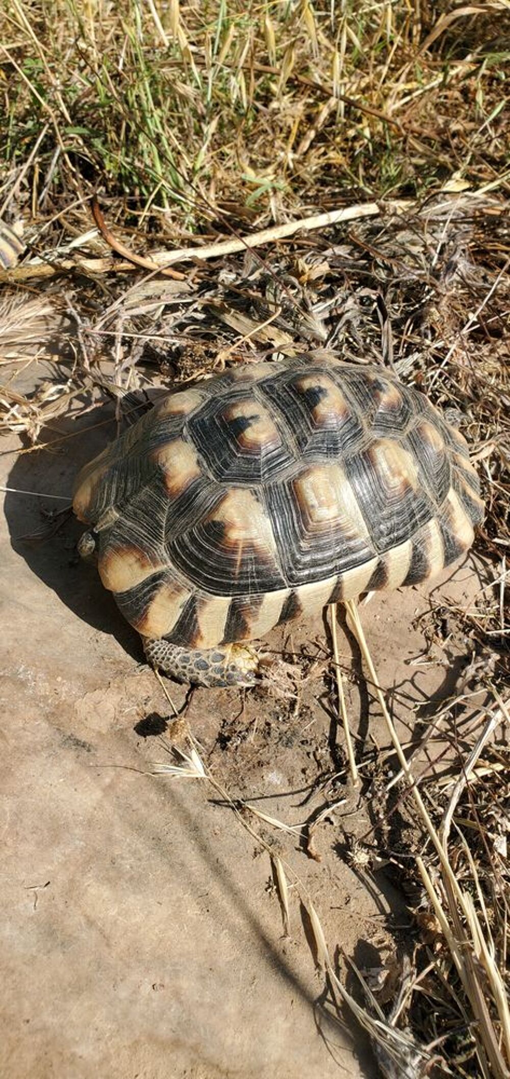  Très belle Marginata femelle 14 ans 
