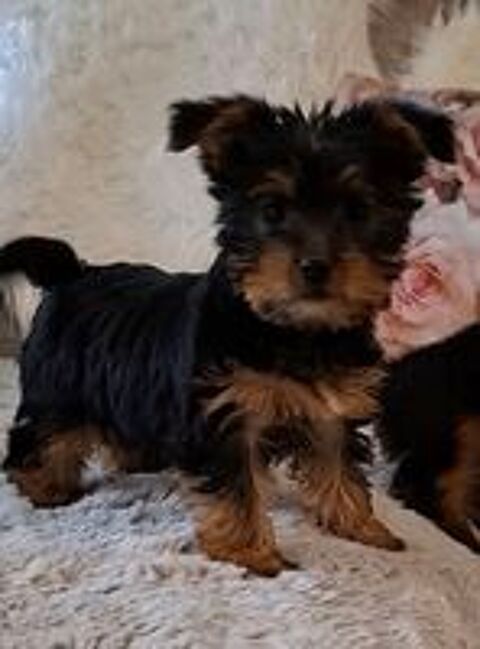    Chiots Yorkshire 