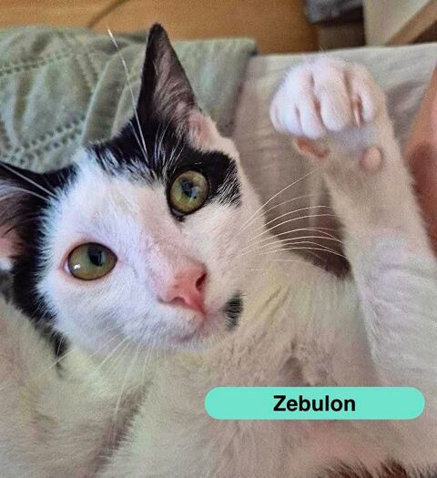 Zebulon, chat noir et blanc &agrave; adopter 200 44640 Le pellerin