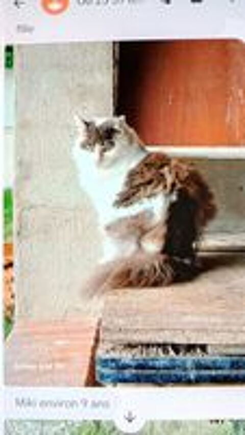   Cherche famille d'accueil pour chats. 