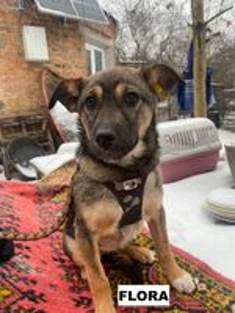   FLORA SE TROUVE DANS UN REFUGE EN UKRAINE 