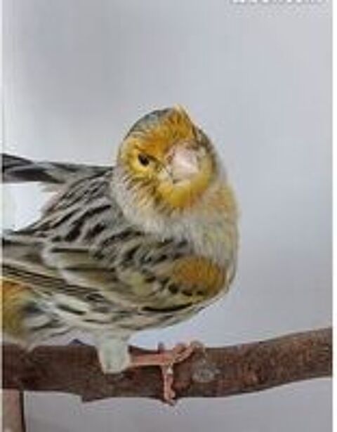   Canari mâle 