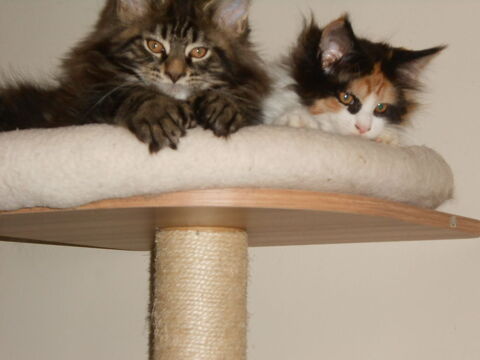 Magnifiques chatons maine coon loof 28150 Ouarville