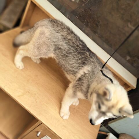 Magnifiques chiots husky sibérien 600 79150 Voultegon