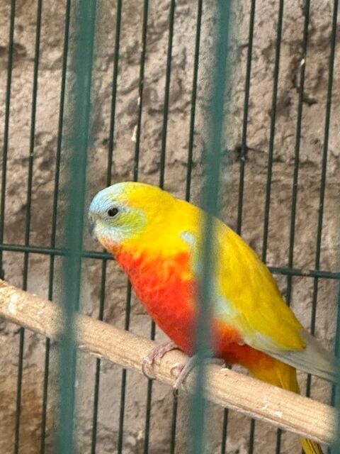 Turquoisine 0 07310 La rochette