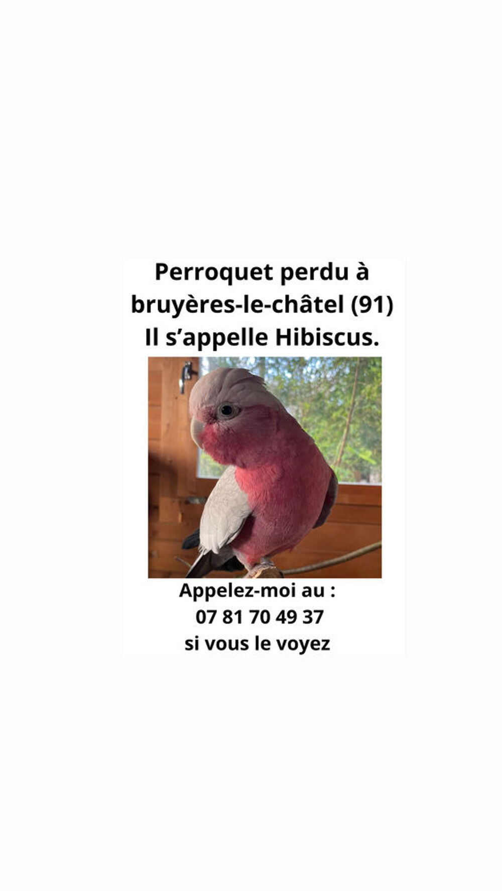   Perroquet cacatoès rosalbin perdu 