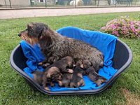   CHIOTS TECKEL A POIL DUR STANDARD LOF COULEUR SANGLIER 