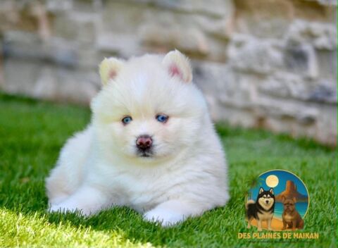 Femelles Pomsky a r&eacute;server 2500 30390 Domazan