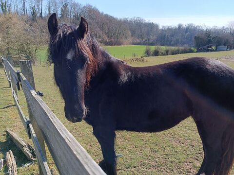POULICHE GYPSIAN FRISON/IRISH COB
3500 80135 Oneux