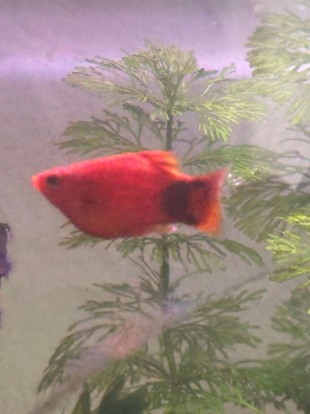  Platy corail Mickey 
