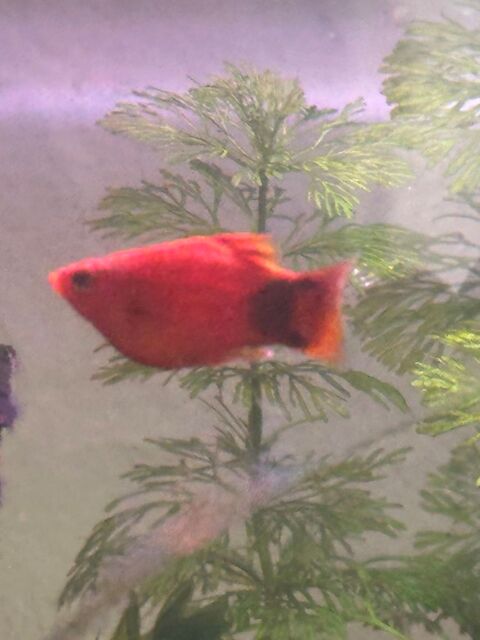 Platy corail Mickey 2 
