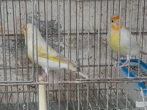 FEMELLES CANARIS X MUTATION 2025 40 95170 Deuil-la-barre