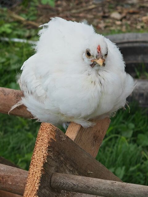Donne coq bantam P&eacute;kin crois&eacute; soie blanc 0 22350 Saint-maden