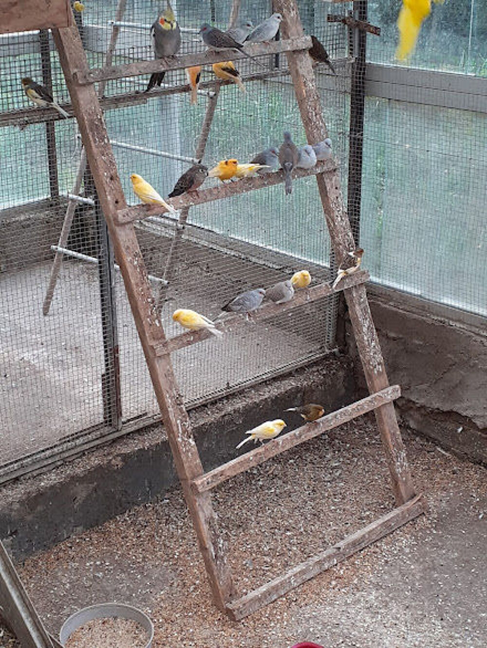   canaris couleur m�le et femelle 