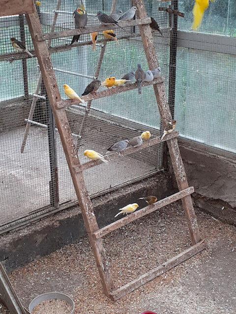 canaris couleur m&acirc;le et femelle 25 62250 Landrethun-le-nord