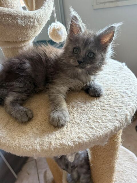 A reserver chatons Maine coon 1600 01500 Saint-denis-en-bugey