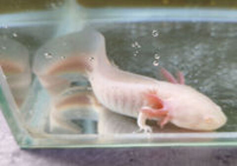   AXOLOTL Albinos 