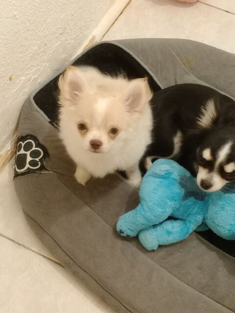 Chihuahua femelle 1000 66000 Perpignan