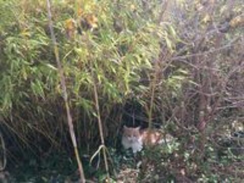   don de deux chats, frères, à adopter ensembles  