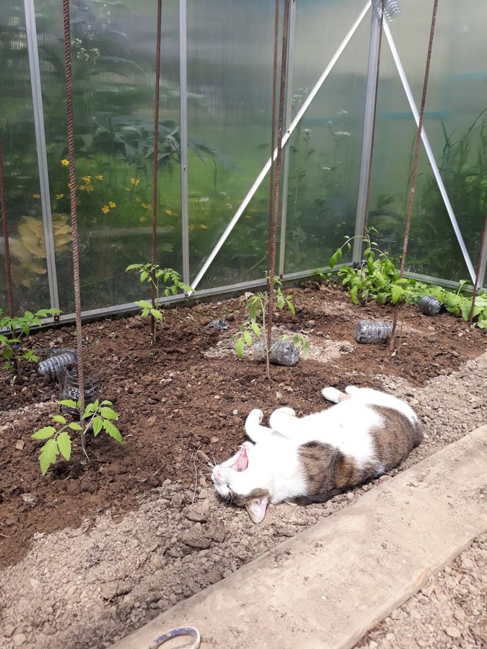 collection graines:tomates anciennes. Jardin