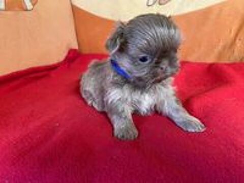   chiots shih tzu non LOF 