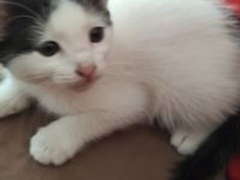   Chatons  