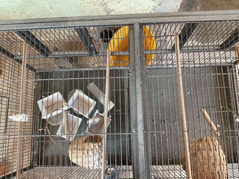Cage oiseaux 100 68500 Orschwihr