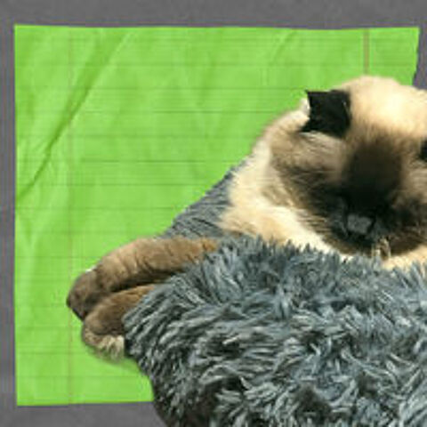   Recherche garde d'animaux 
