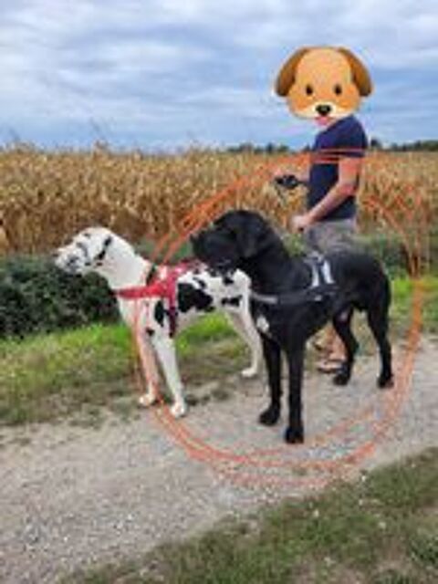  Don dogue allemand  