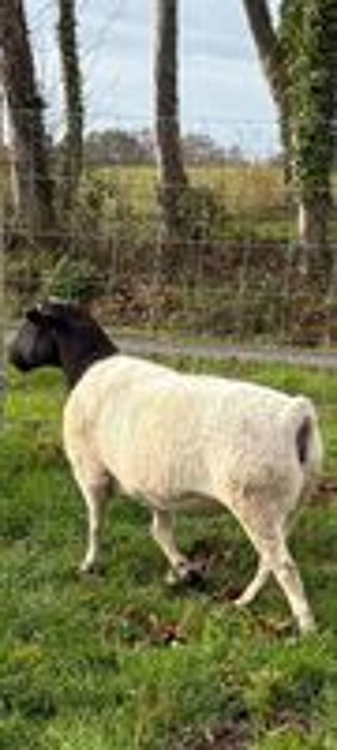   Mouton dorper lpour reproduction bonne origine  